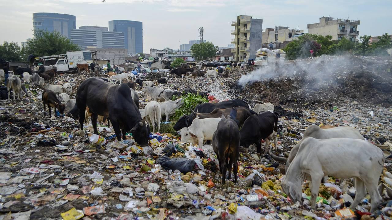 Livestocks at a garbage dumping site on the eve of World Environment Day, in Gurugram. Pic/PTI