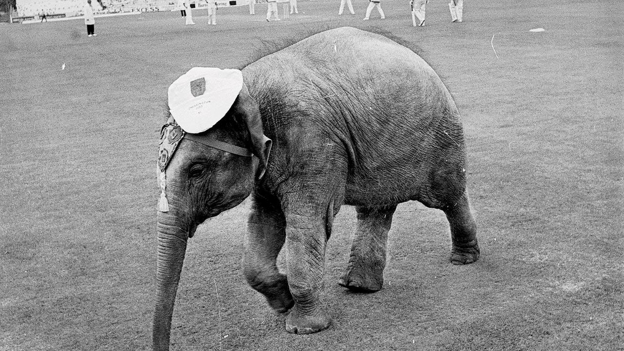 Bella, an Indian elephant from Chessington Zoo, in the outfield at The Oval, where England were playing India in 1971. Pic/Getty Images