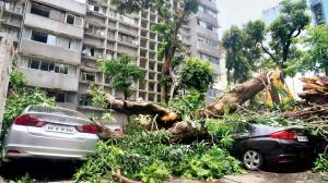 Mumbai: Over century-old mango tree falls in Malabar Hill