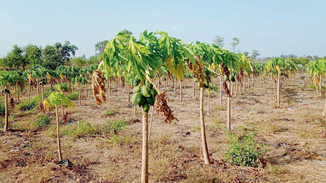 Over 1,000 saplings were planted in Wada