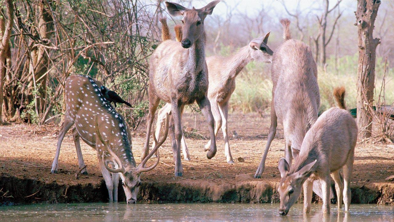 Sambar at the waterhole in Sariska Tiger Reserve