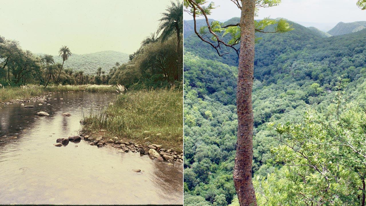 (Left) Siliberi nullah is a lifeline for Sariska’s wildlife; (right) Kalighati forest from Mehrotra Point. Pics courtesy/Sunayan Sharma