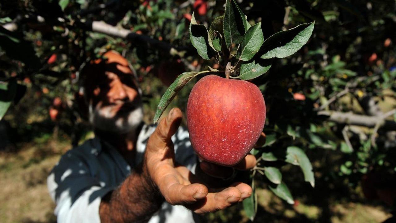 Stakeholders in Kashmir seek revision of 20 per cent duty waiver on American apple