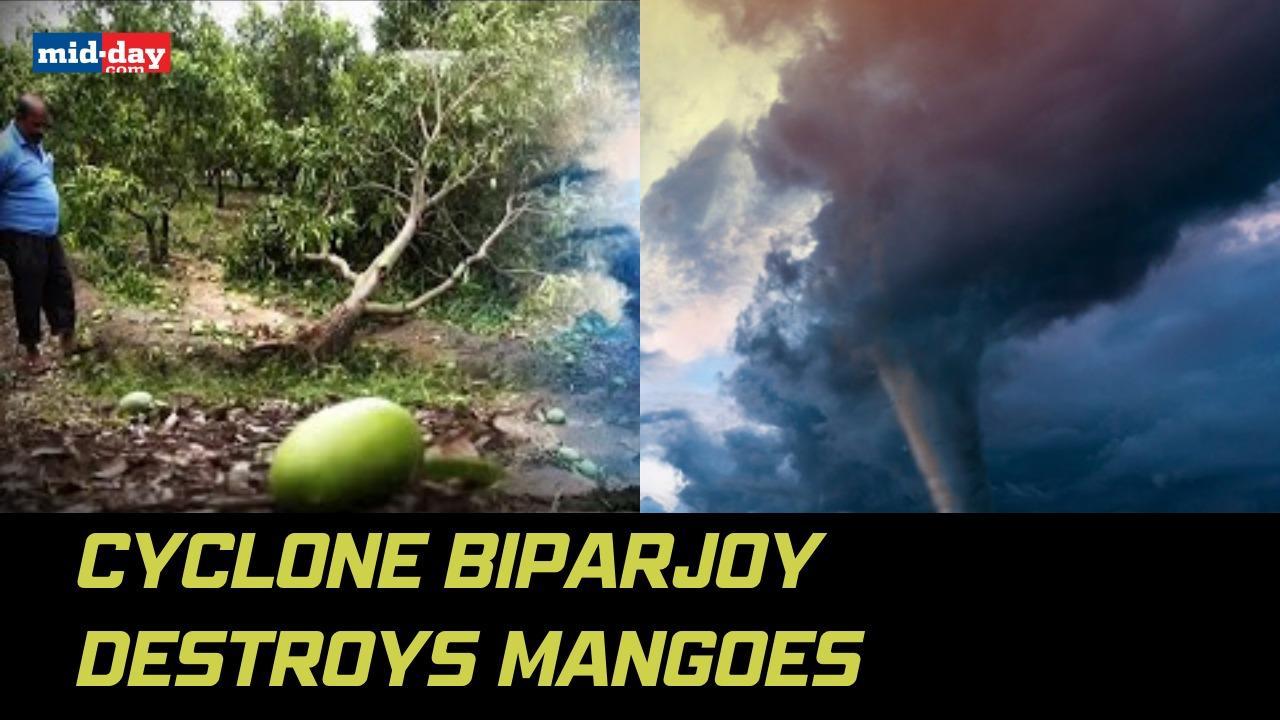Cyclone Biparjoy: Farmers in Gujarat face losses as mango trees get uprooted
