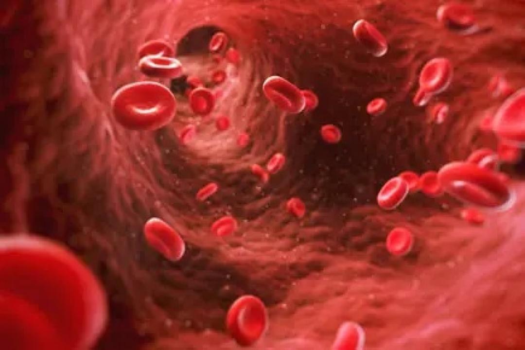 Т клетки крови