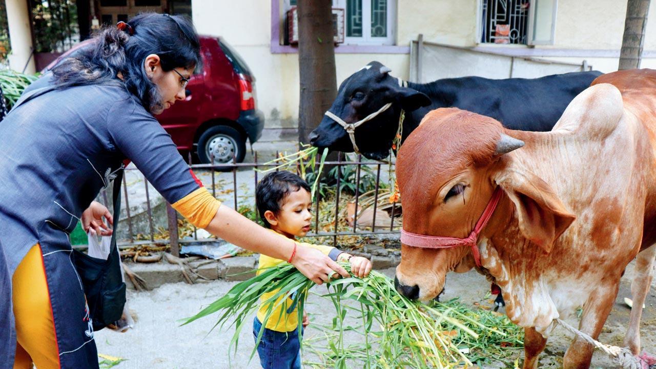 Cops unimpressed by cow-and-bull story on Mumbai’s roads