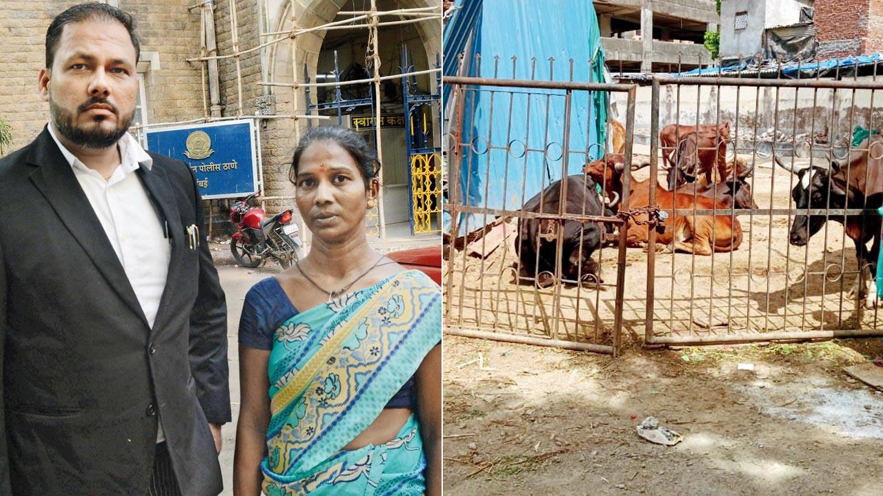 Swati Chavan and her lawyer at the Chief Metropolitan Magistrate’s Court. Pic/Sameer Abedi; (right) the gaushala at Malad where the cows are kept