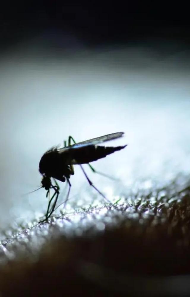 As simple as it sounds, preventing mosquito bites is the easiest way to prevent dengue and one must take all the precautions to avoid them