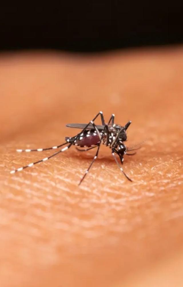 5 ways to prevent dengue
