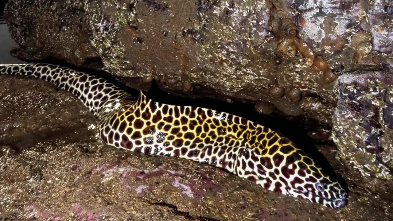 On one of his walks, a day before the lockdown, the biologist chanced upon a honeycomb moray eel along the Mahalaxmi shoreline. One wouldn’t expect to spot the fish in Mumbai, given that as a species associated with coral reefs; they need a certain quality of water to survive. This year, Patil spotted the fish along the Bandra shoreline.