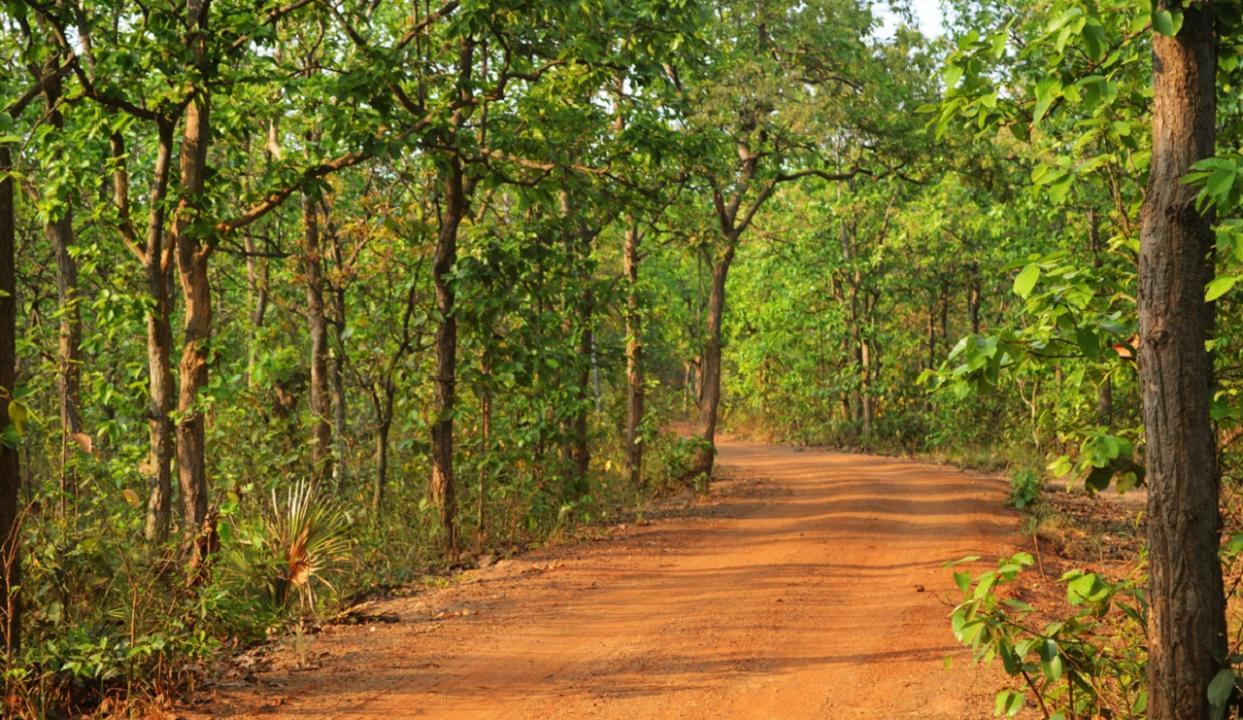 Mumbai: Nail-free trees and no plastic campaigns by city NGO win pat