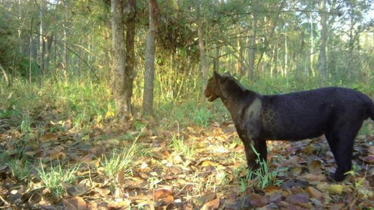 Critically endangered Indochinese leopard now functionally extinct in Cambodia