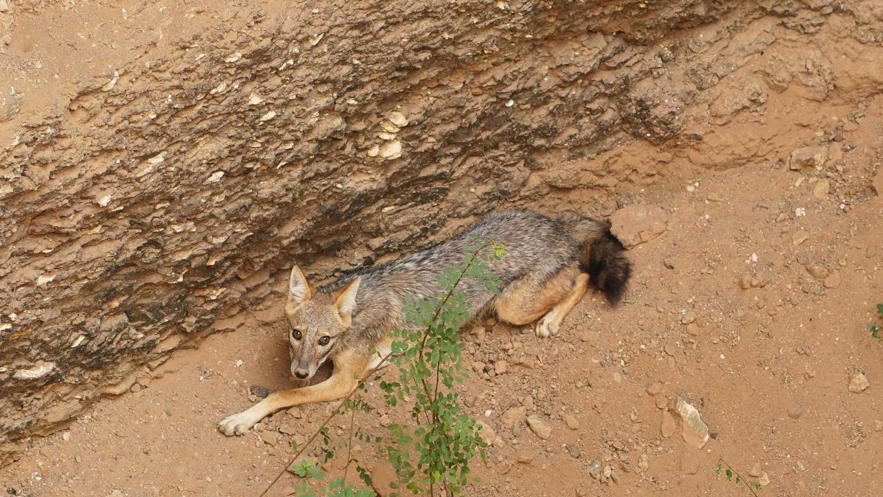 Maharashtra: Golden jackal rescued from well in Junnar after 3-hour-long operation
