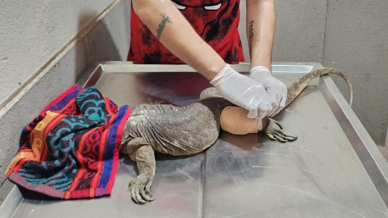 Maharashtra: Monitor Lizard rescued from forest in Palghar; undergoes surgery for broken limbs
