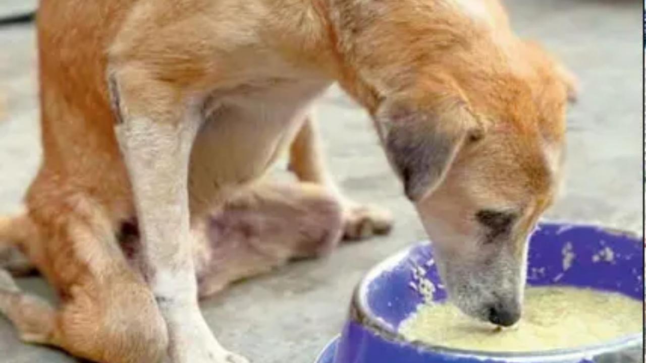 Pradip Sharad Chaudhari, the MNS leader, wrote to the health department of the Kalyan Dombivli Municipal Corporation (KDMC) on May 31, stating that the neighbourhood’s residents were experiencing problems as a result of the dogs’ constant barking