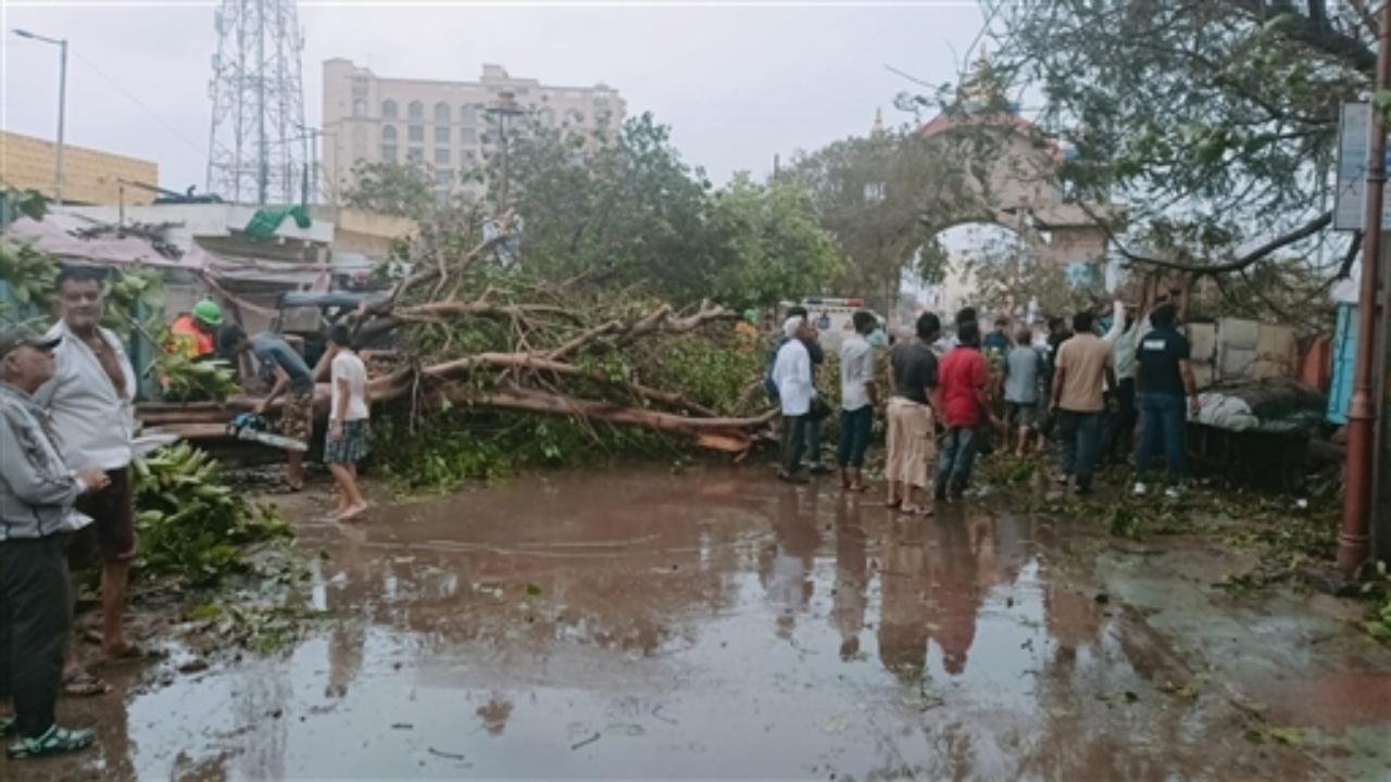 Workers remove trees uprooted following the landfall of Cyclone Biparjoy (Pic/PTI)