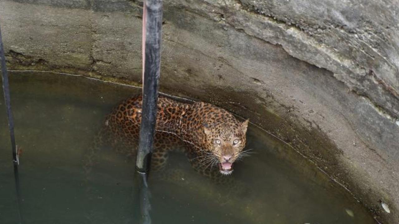 Maharashtra: Leopard rescued from 30-feet open well in Junnar