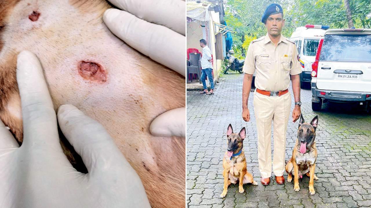 Handler fights off leopard to save his jenny