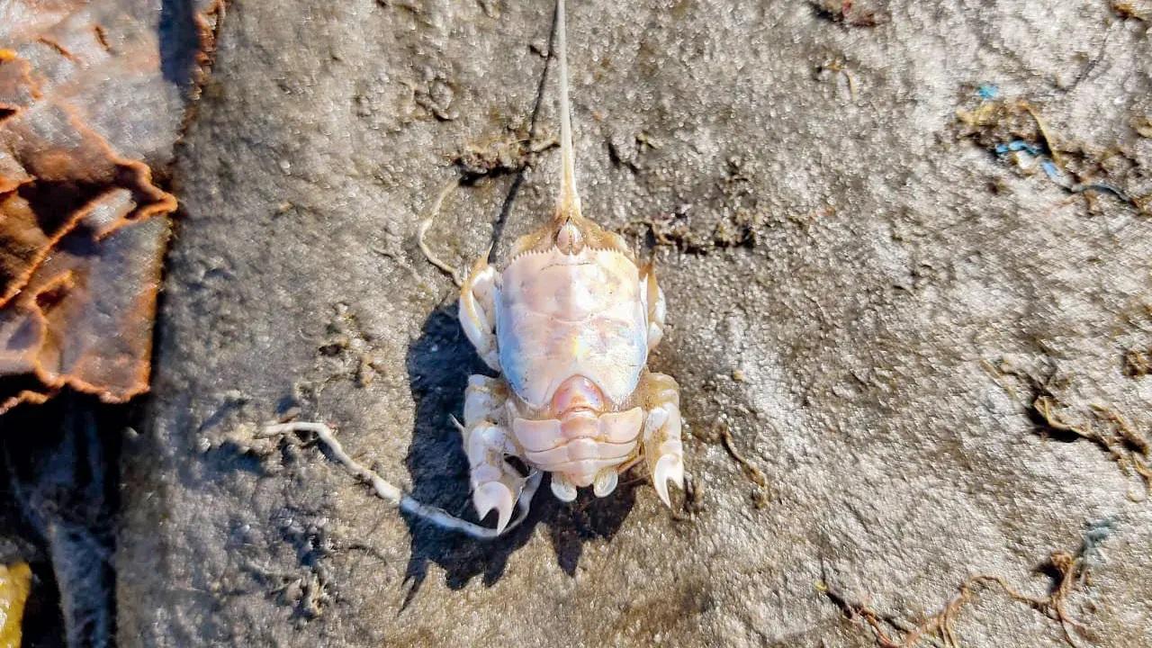 During the same walk, participants caught sight of a mole crab. There were no records of mole crabs from Mumbai for a long time. The last sighting was documented in the 1960s.
