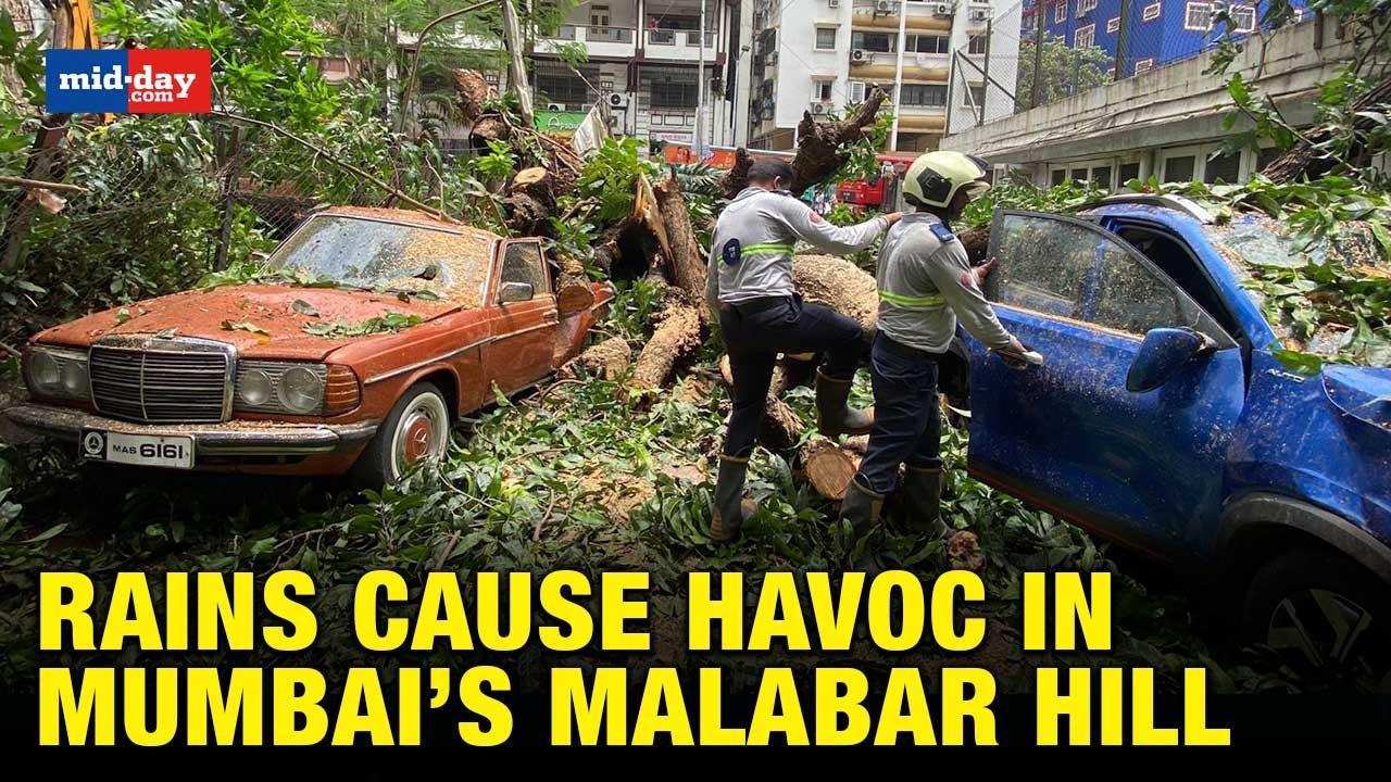 Nine cars badly damaged as huge tree falls in Malabar Hill; yellow alert issued 