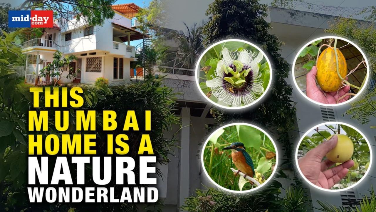 World Environment Day 2023: This Mumbai home is a calming nature retreat 