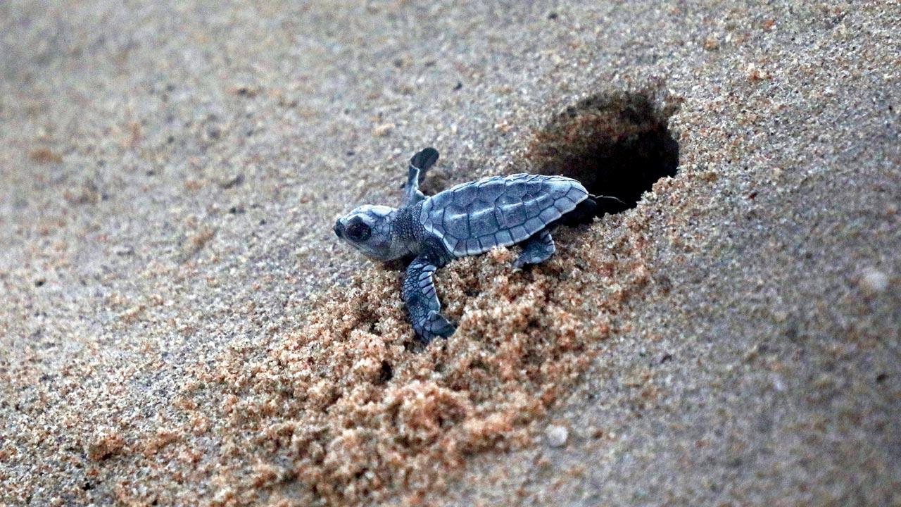 Tracing olive ridley turtles’ journey from Maharashtra to Kerala