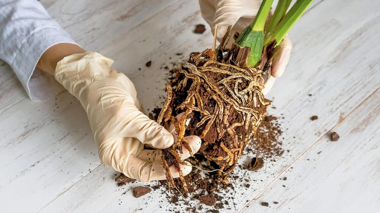 Gardeners caution caregivers against root rot. It is essential that you check the soil before watering the plants. The soil, during the rainy season, takes more time to dry up — sometimes, three to four days. Cut back on watering to prevent root rot and the development of fungus.