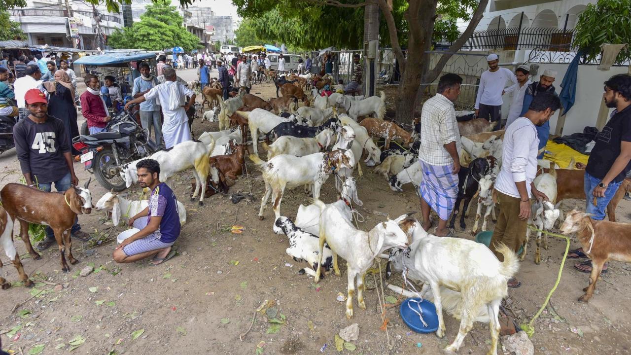 During Eid al-Adha, Muslims across the globe perform the act of Qurbani, which involves sacrificing an animal, typically a sheep, goat, cow, or camel