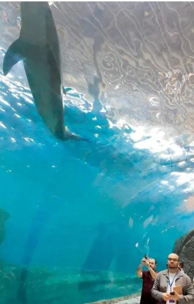 This tunnel gives you an upside down view of the dolphins’ home in SeaWorld’s Tropical realm, Abu Dhabi