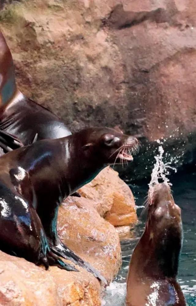 Besides an up-close look at sea lions having a ball at Rocky Point, visitors can feed them