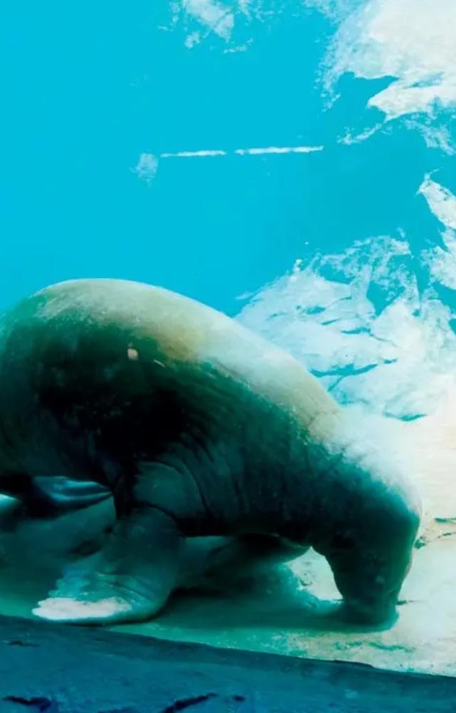 Dugongs are large herbivorous marine mammals, now “vulnerable to extinction”, as per the International Union for Conservation of Nature