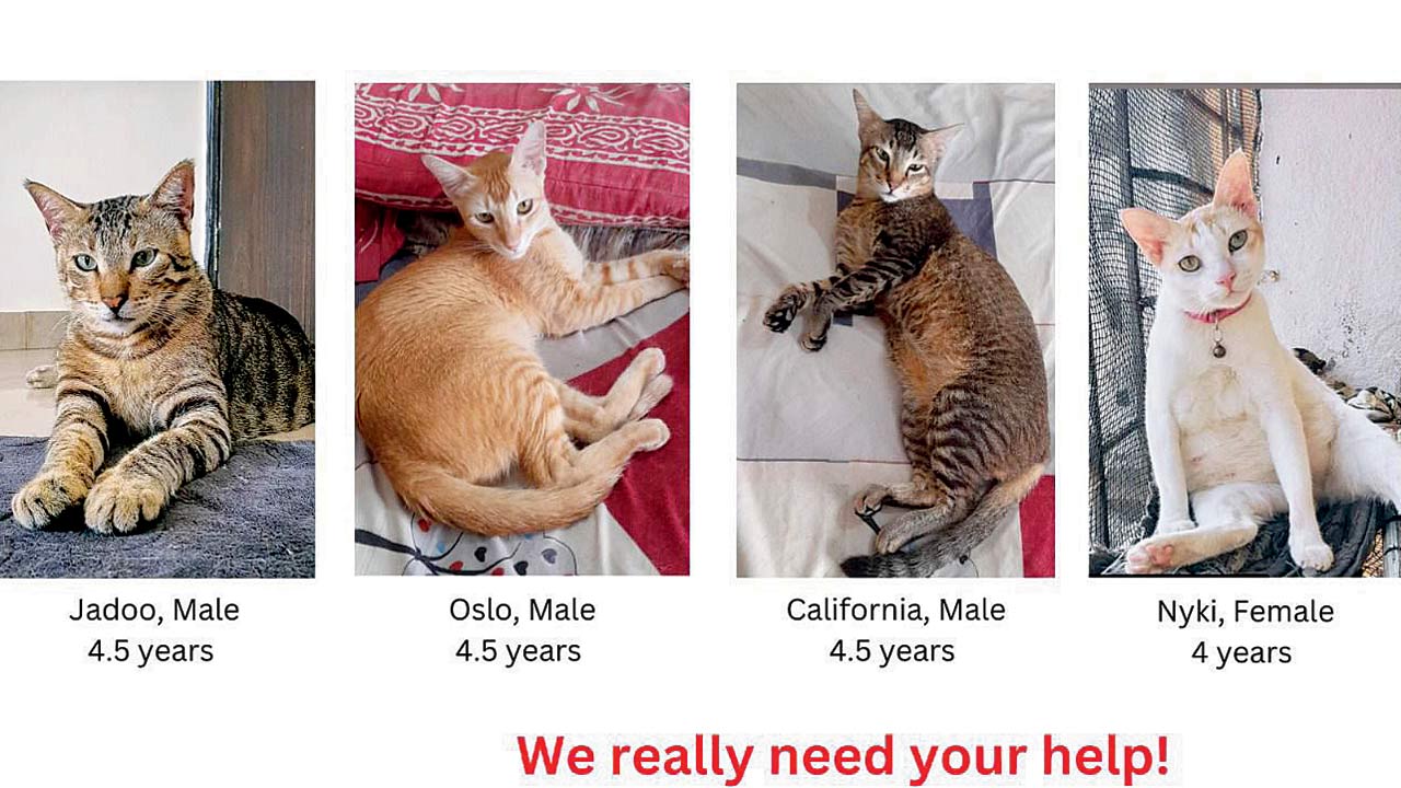 The shelter’s appeal for the five cats