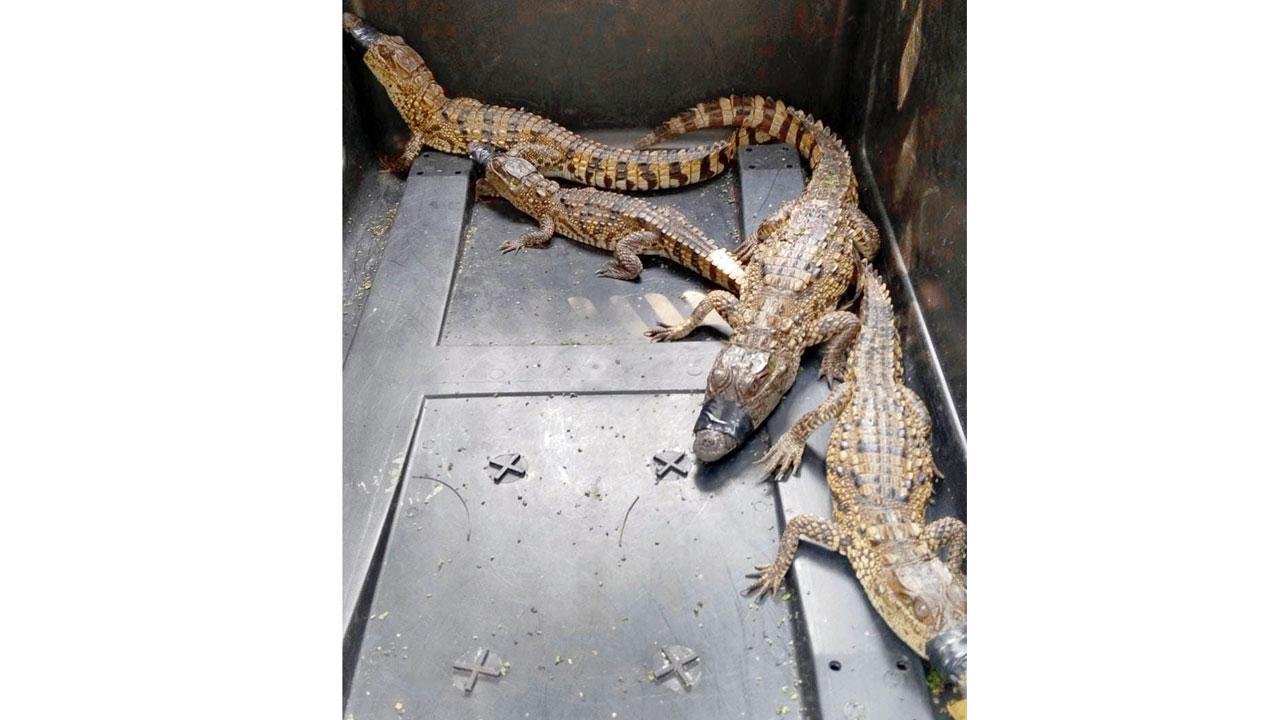 Mumbai: Four juvenile marsh crocodiles rescued at Aarey