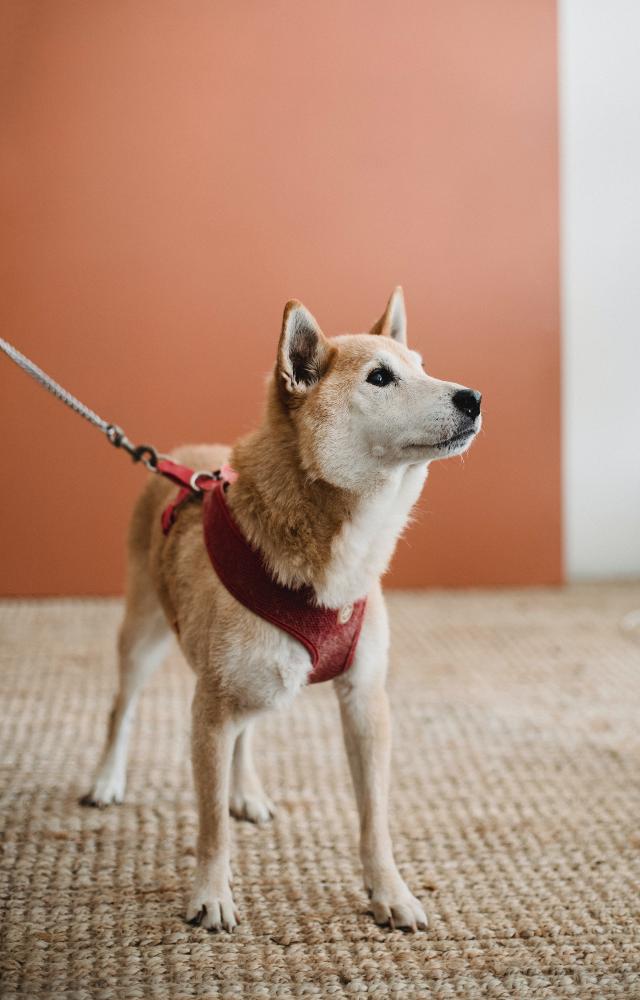 Dogs are natural protectors and are often used for security purposes. They will fiercely protect their owners from danger, whether be it an intruder or animal