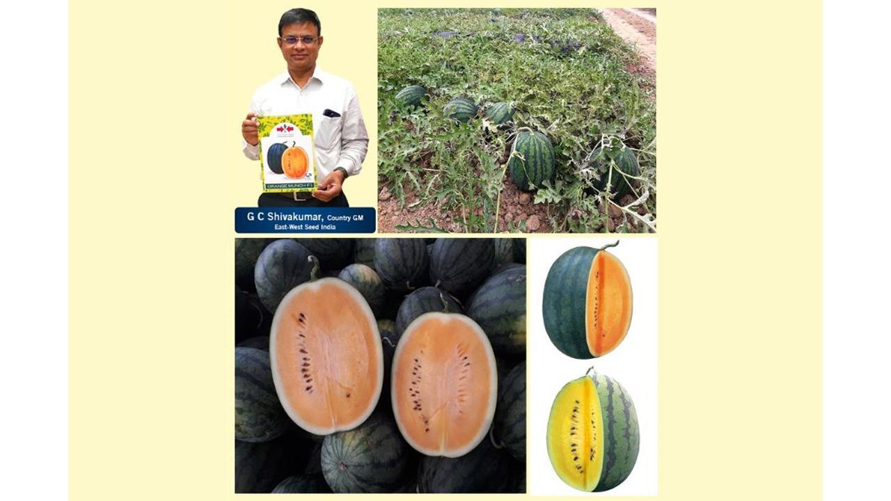 East-West Seed India Launches Orange And Yellow Munch Watermelons
