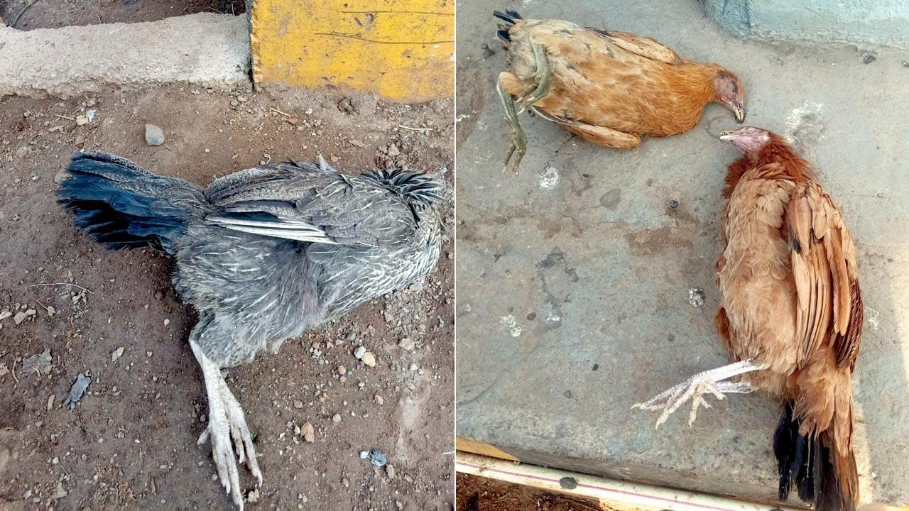 Fowl play: Dead chickens spark talk of disease in Govandi