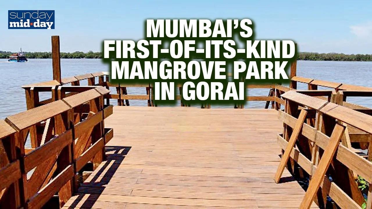 Gorai, Mumbai's Mangrove Park Walkthrough Video: A New Haven for Nature Lovers