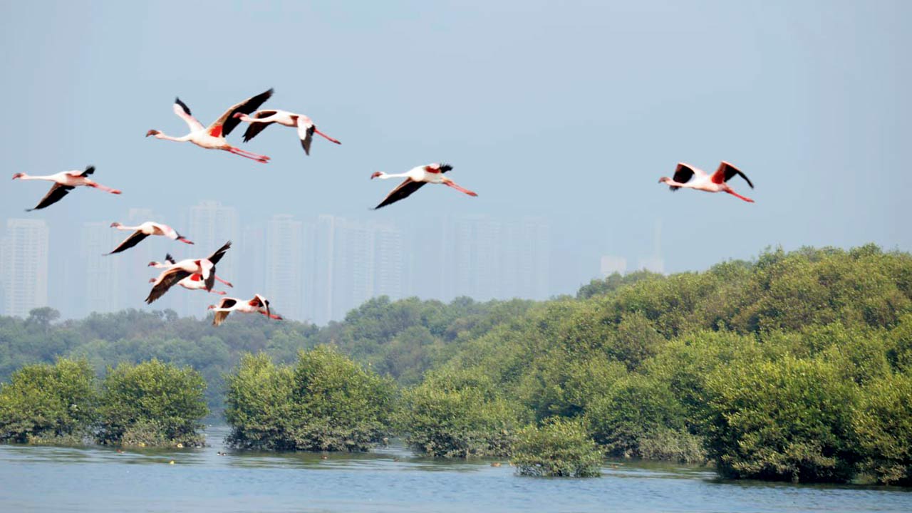 Lesser Flamingos. Pics Courtesy/Vidushi Jaiswal and Hallu Hallu