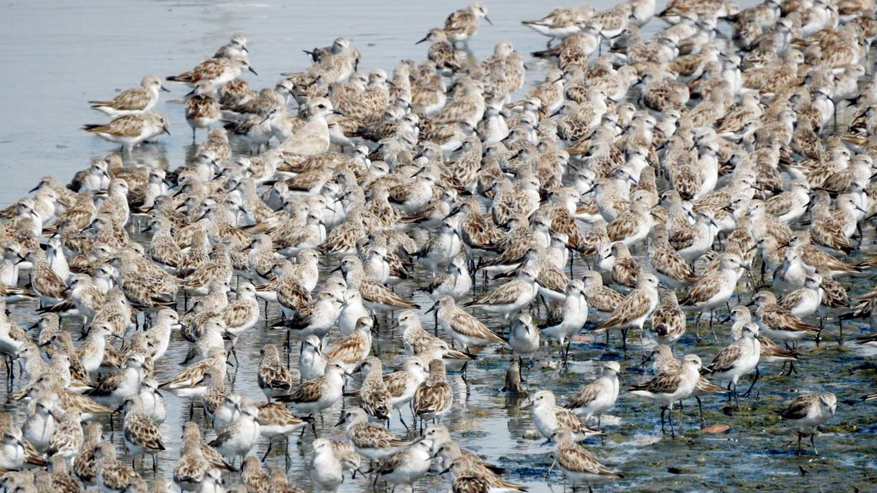 Congregation of waders