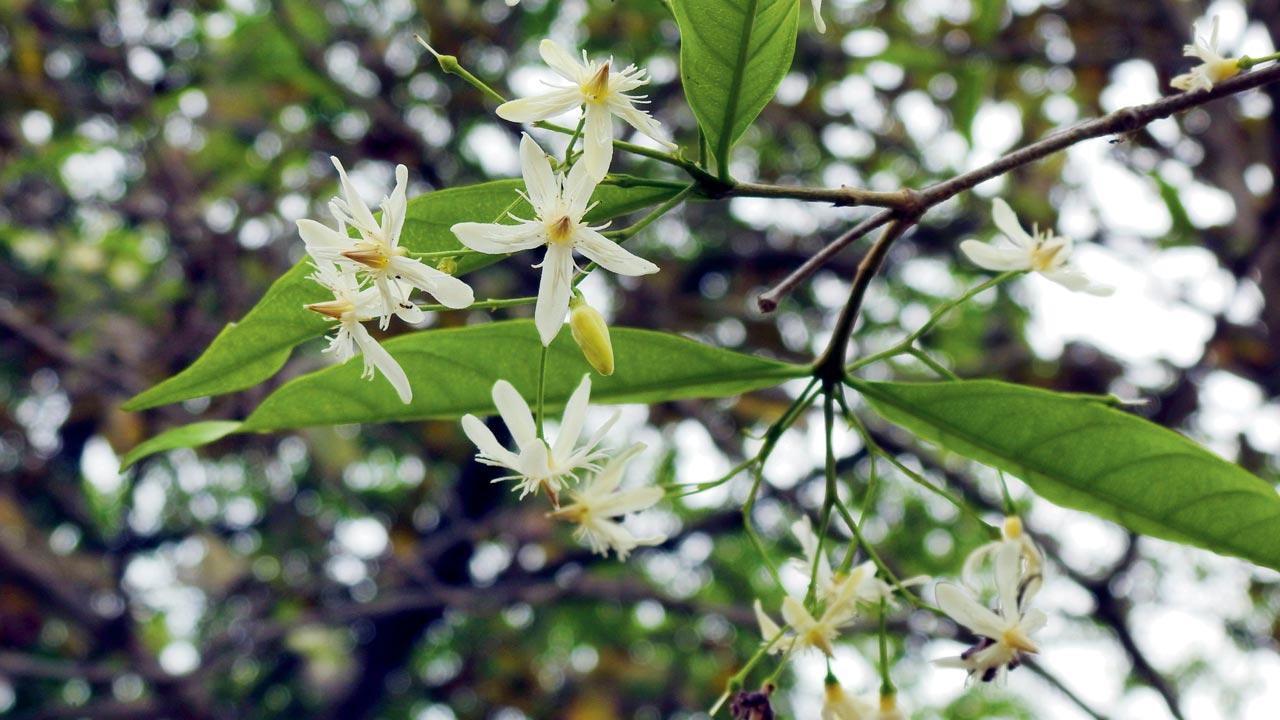 Kala kuda (Wrightia tinctoria)