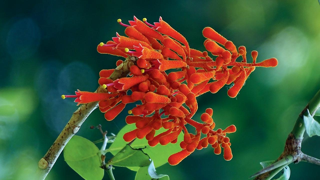 Kaushi (Firmiana colorata)