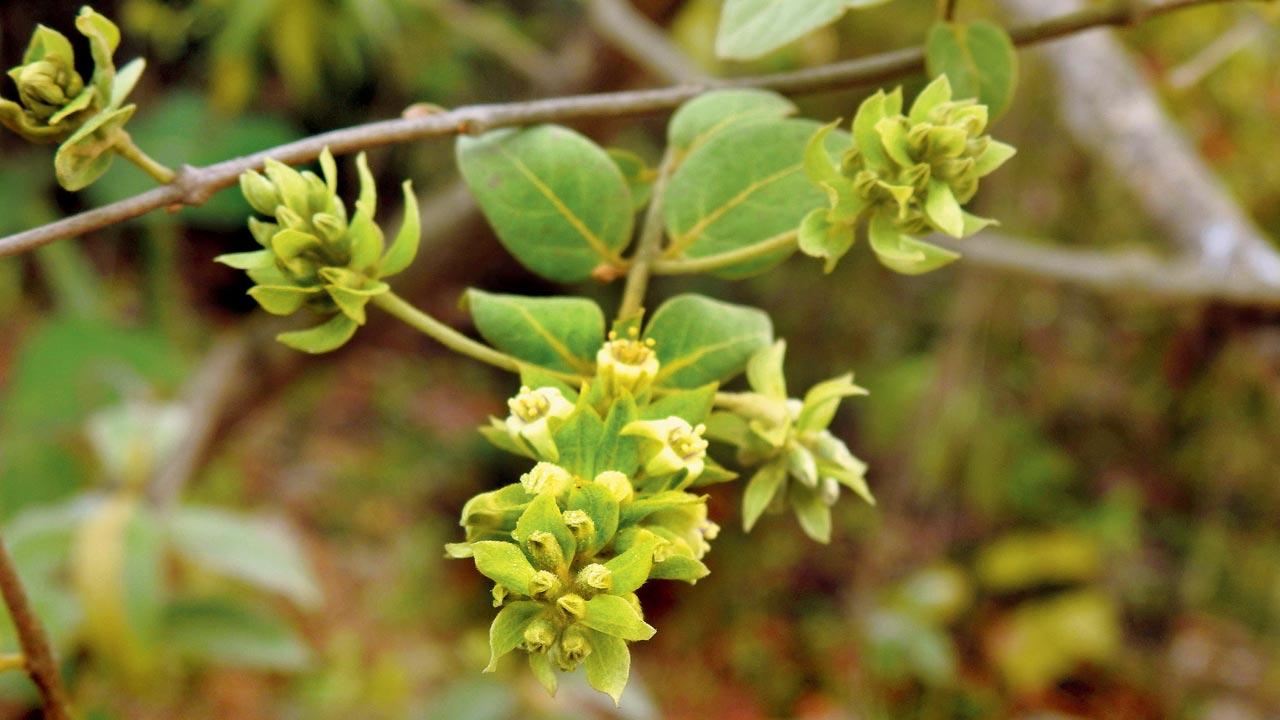 Ukshi (Getonia floribunda)