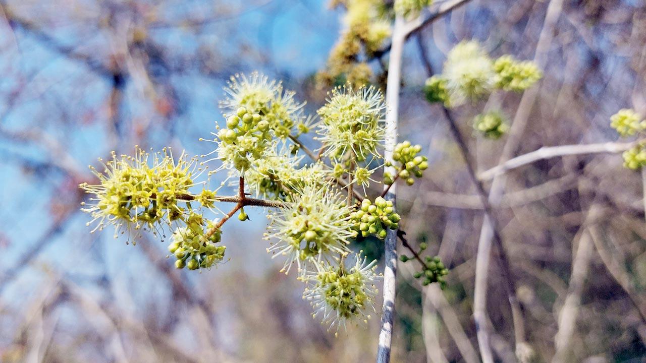 Piluki (Combretum ovalifolium)