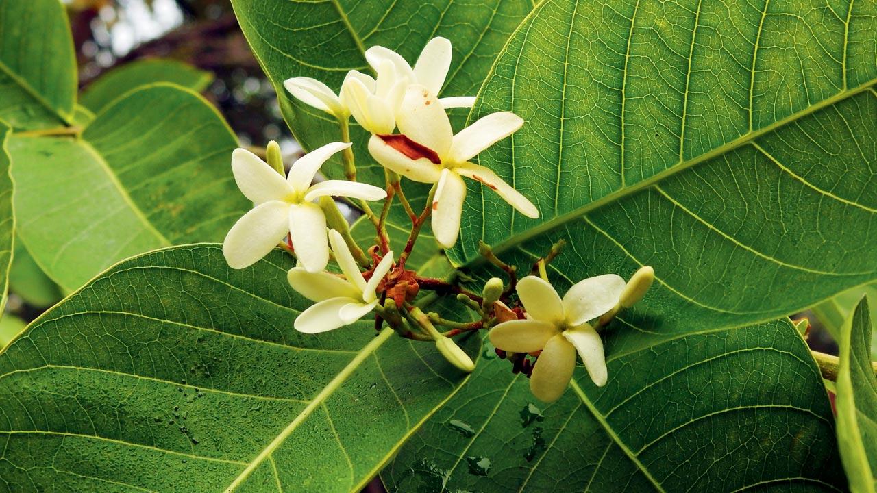 Indrajao (Holarrhena pubescens)