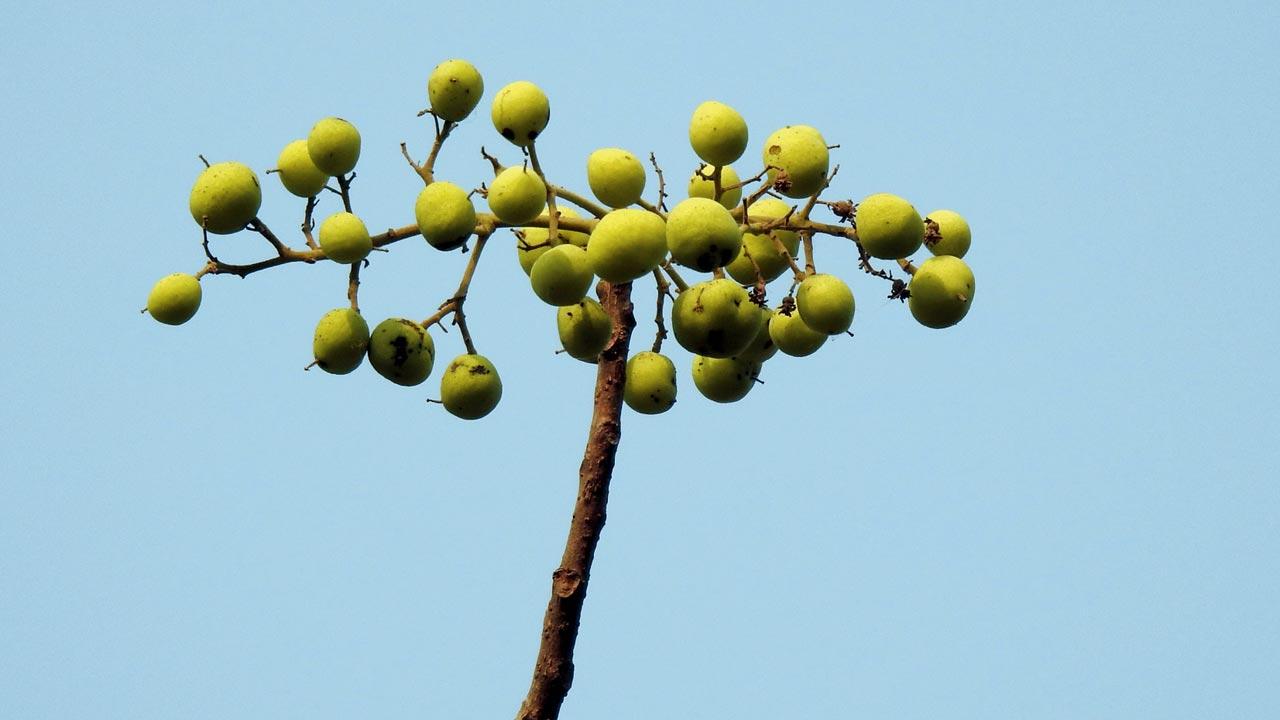 Kakad (Garuga pinnata)