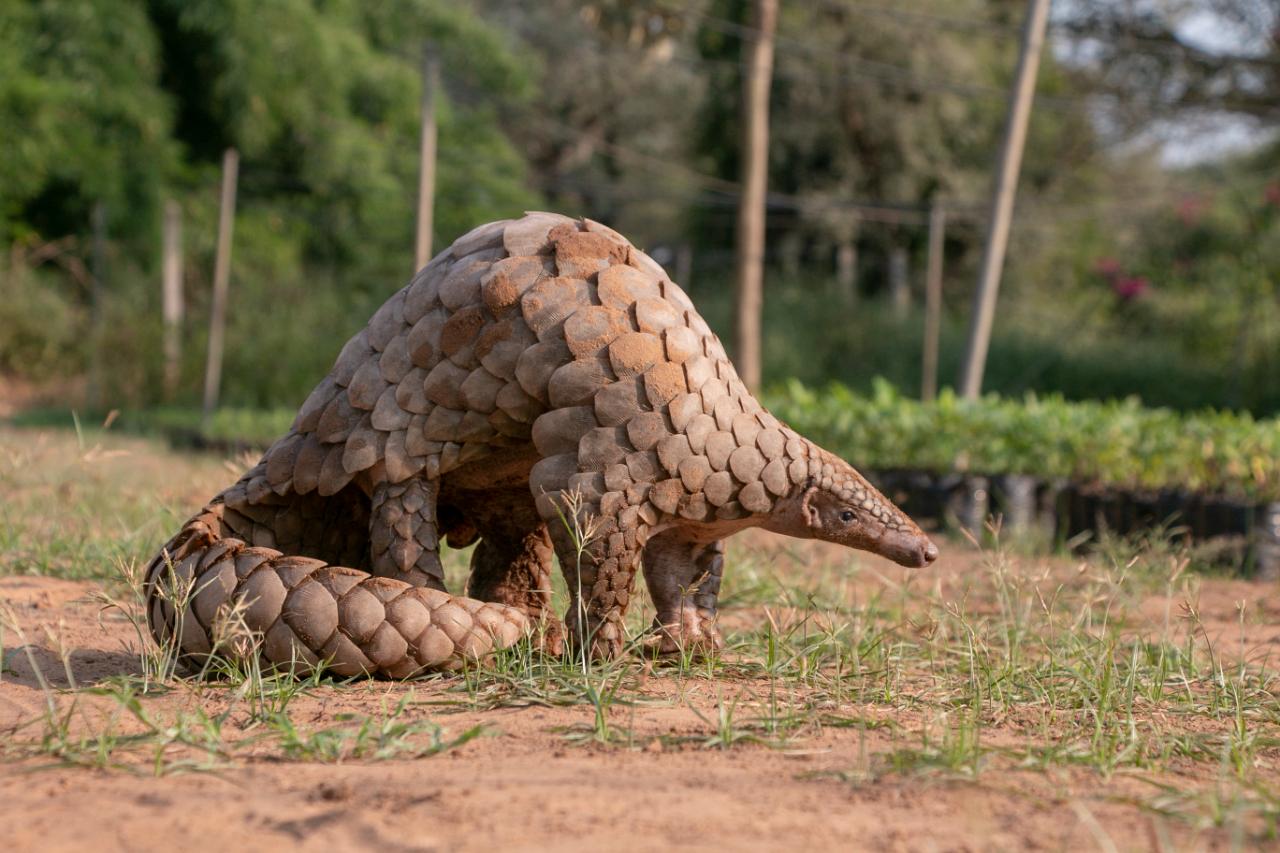 Indian Pangolin
The Indian Pangolin or the scaly anteater is a slow-moving, nocturnal mammal.  The pangolin possesses a cone-shaped head with small, dark eyes, and a long muzzle with a nose pad similar in color, or darker than, its pinkish-brown skin. It is usually spotted in grasslands and secondary forests, and is well adapted to dry areas and desert regions, but prefers more barren, hilly regions.
They face threat because of the poaching for its meat and scales, which are used and consumed by local people, but are also increasingly traded internationally. The Indian pangolin is listed on CITES Appendix I since January 2017 and is protected in all range countries