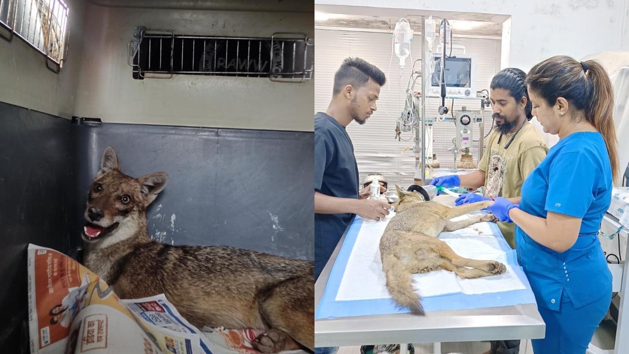 Thane: Rescued golden jackal to be released in three weeks, says RAWW
