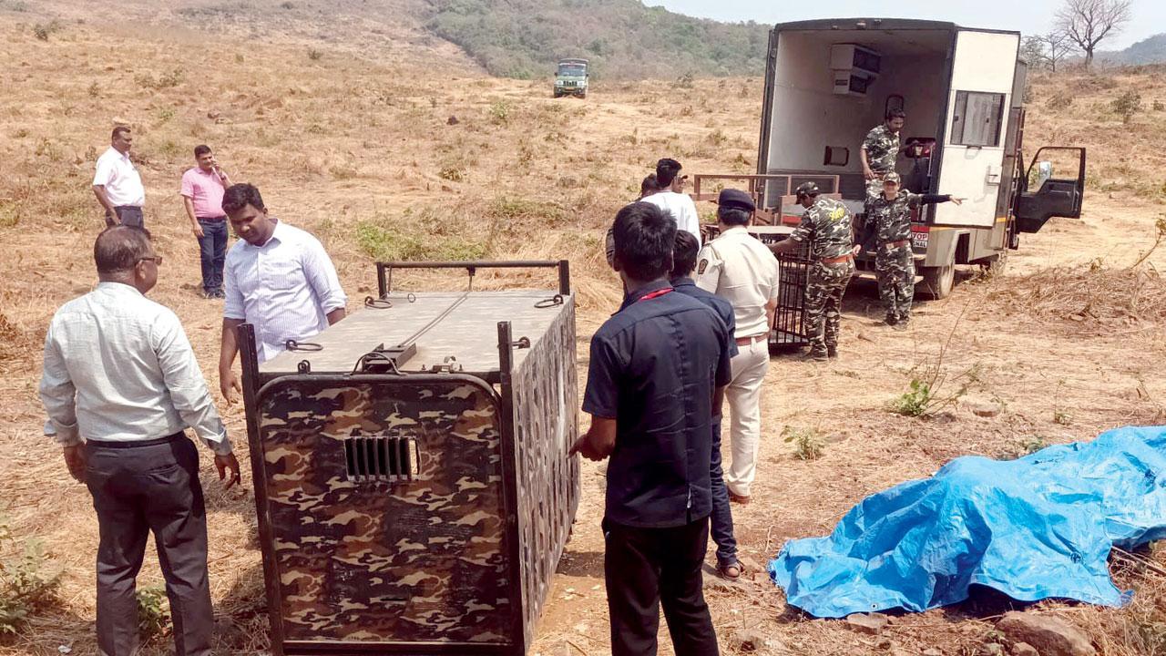 Mumbai: Leopard cages installed in Dindoshi to catch the cat