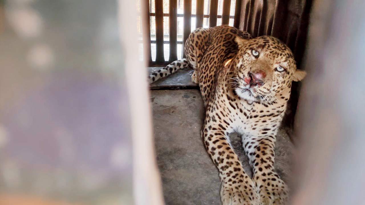Mumbai: Leopard walks straight into Malad trap