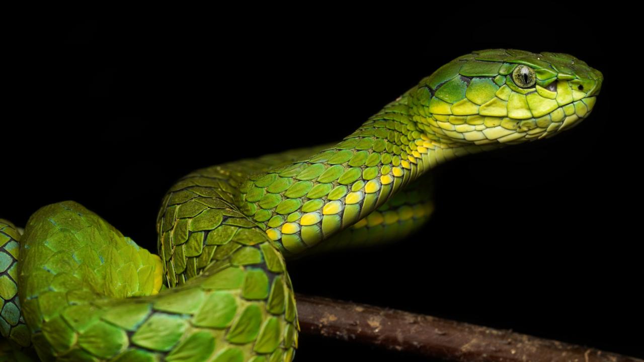 Large-Scaled Pit Viper: One of the most elegant species in the viper family, found only in the high-altitude mountain ranges and Shola forests of Southern Western Ghats. Unlike many other snakes, pit vipers have a special ability to sense body heat of a prey or an enemy, which makes them a highly efficient night hunter